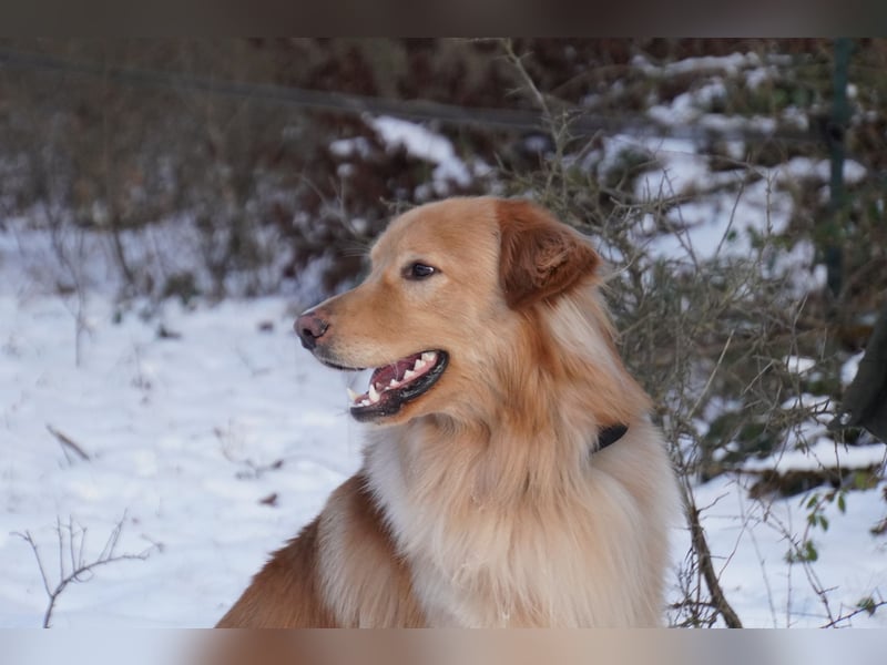 Hovawart Deckrüde blond