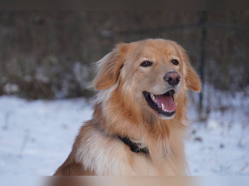 Hovawart Deckrüde blond