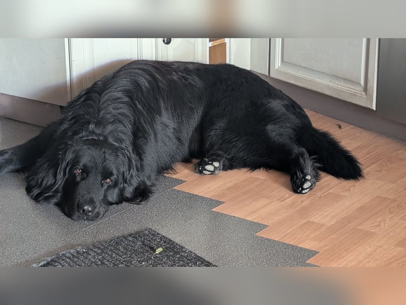 Elmo von der Metelener Heide Deckrüde