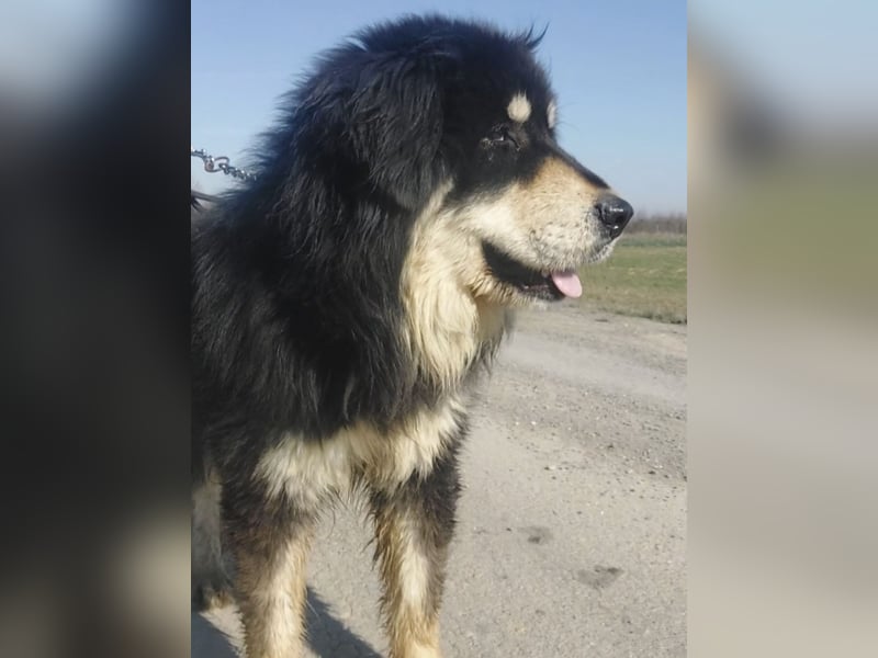 Elvira eine wunderschöne große Hündin