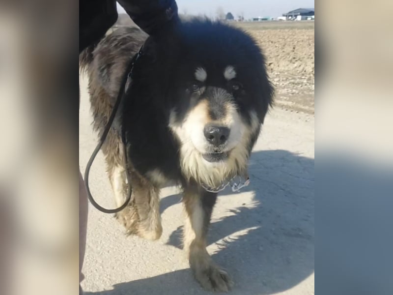 Elvira eine wunderschöne große Hündin