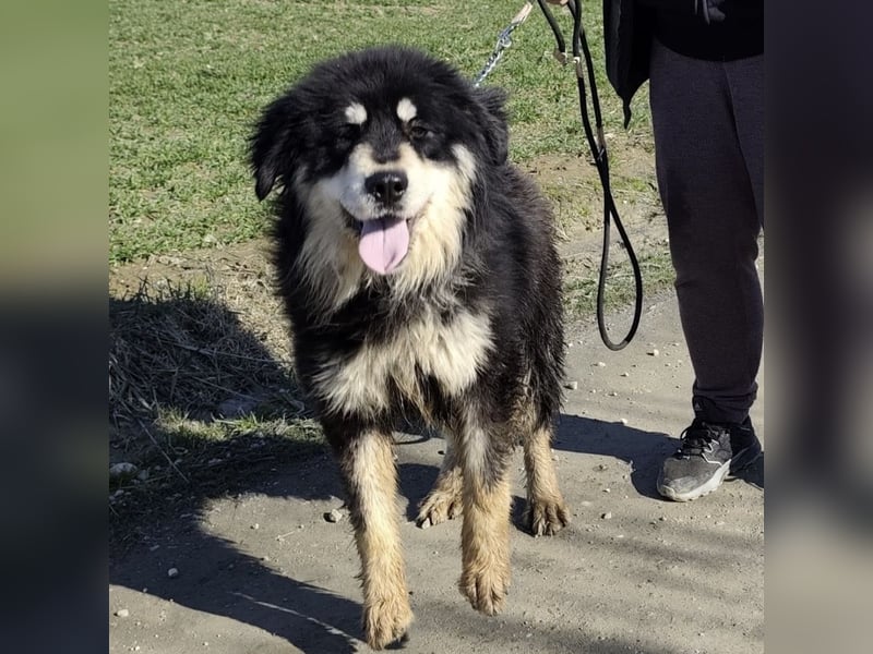 Elvira eine wunderschöne große Hündin