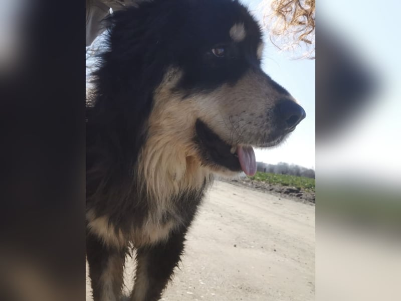 Elvira eine wunderschöne große Hündin