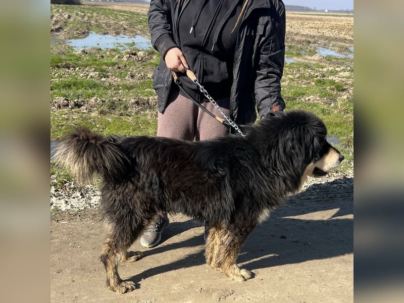 Elvira eine wunderschöne große Hündin