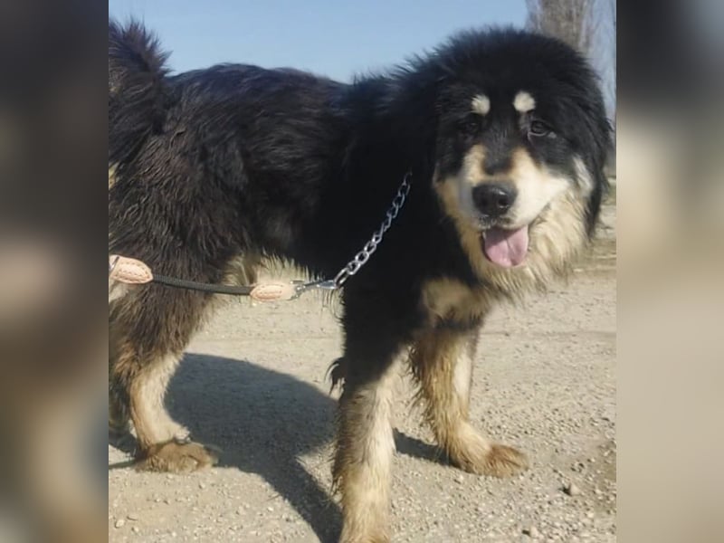 Elvira eine wunderschöne große Hündin