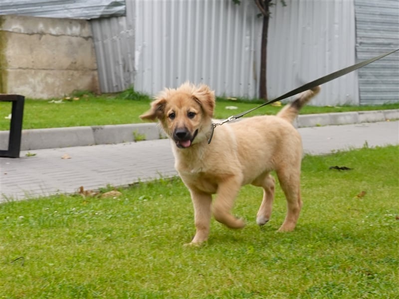 Sally sucht ein liebevolles Zuhause