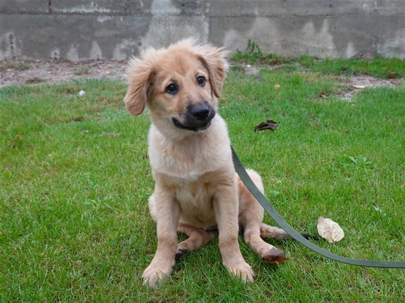 Sally sucht ein liebevolles Zuhause