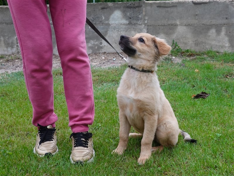 Sally sucht ein liebevolles Zuhause