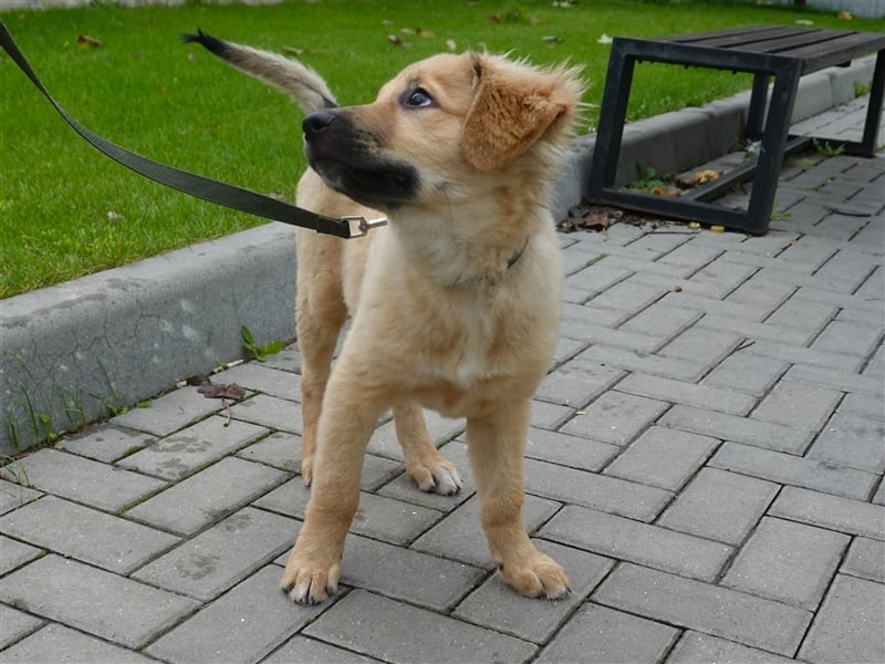 Sally sucht ein liebevolles Zuhause