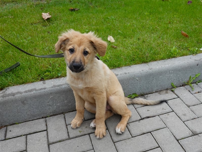 Sally sucht ein liebevolles Zuhause