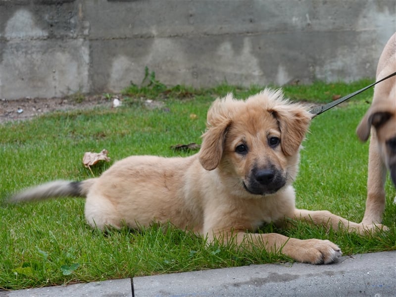 Sally sucht ein liebevolles Zuhause