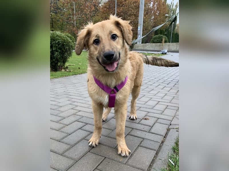 Sally sucht ein liebevolles Zuhause