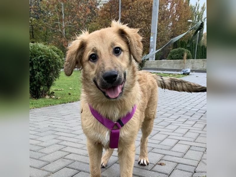 Sally sucht ein liebevolles Zuhause