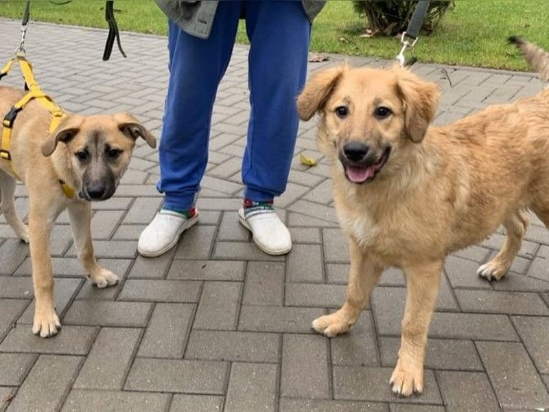 Sally sucht ein liebevolles Zuhause