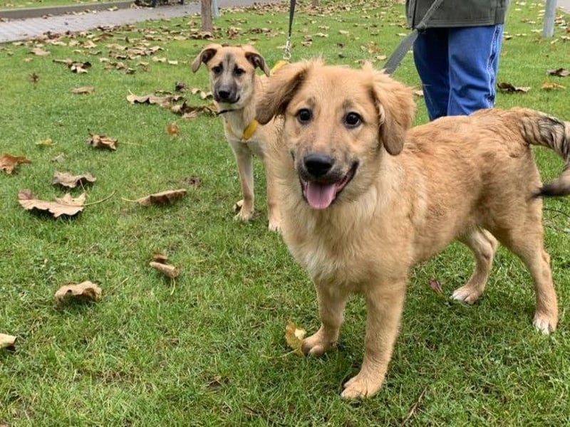 Sally sucht ein liebevolles Zuhause