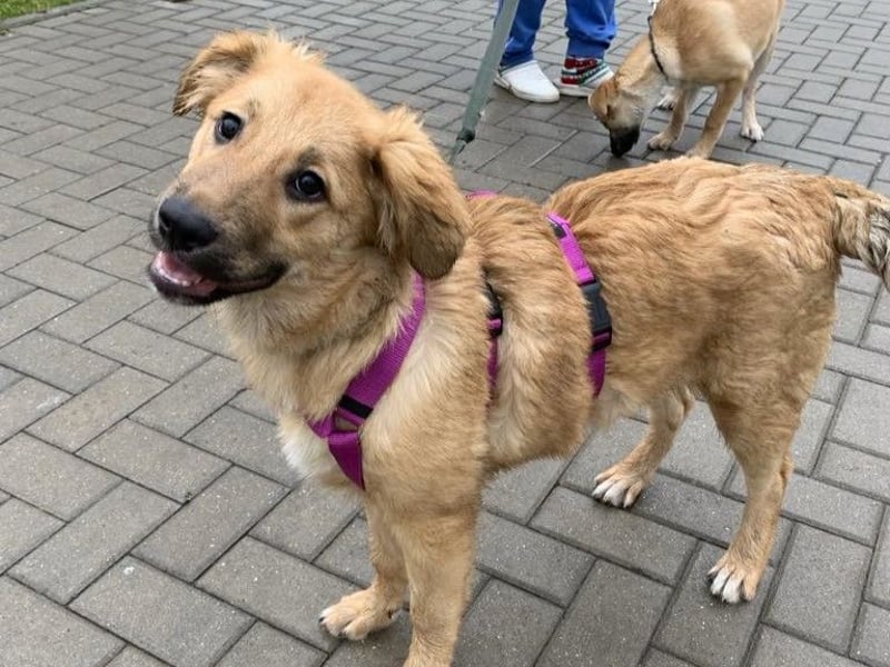 Sally sucht ein liebevolles Zuhause