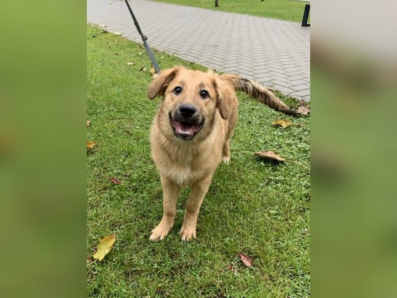 Sally sucht ein liebevolles Zuhause