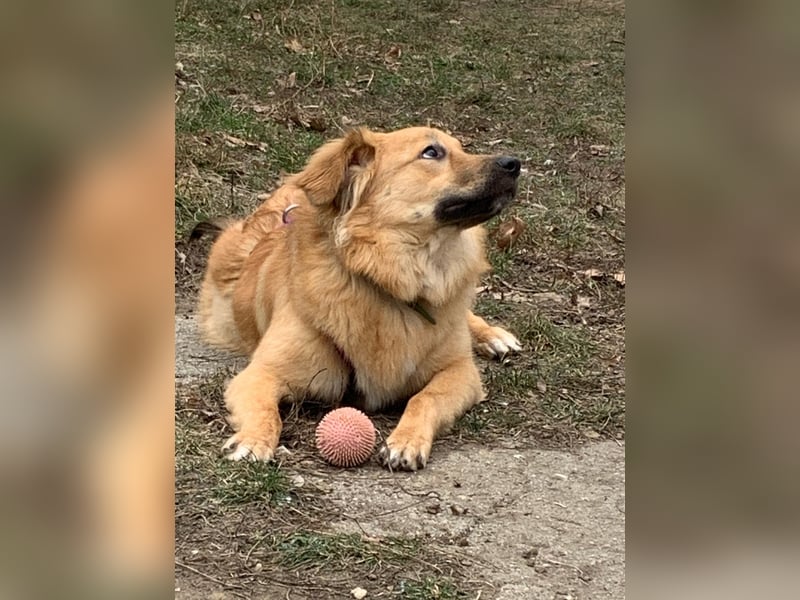 Sally sucht ein liebevolles Zuhause