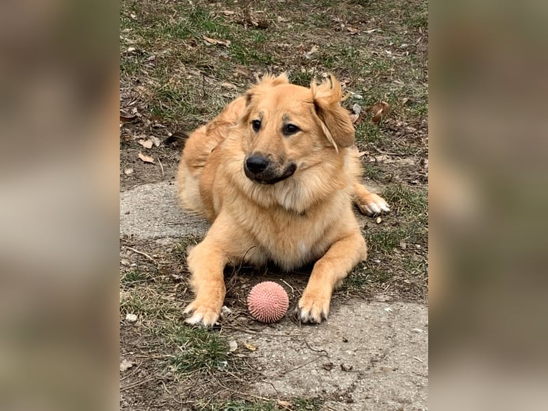 Sally sucht ein liebevolles Zuhause