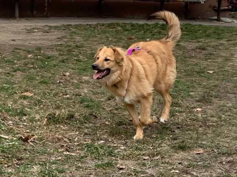 Sally sucht ein liebevolles Zuhause