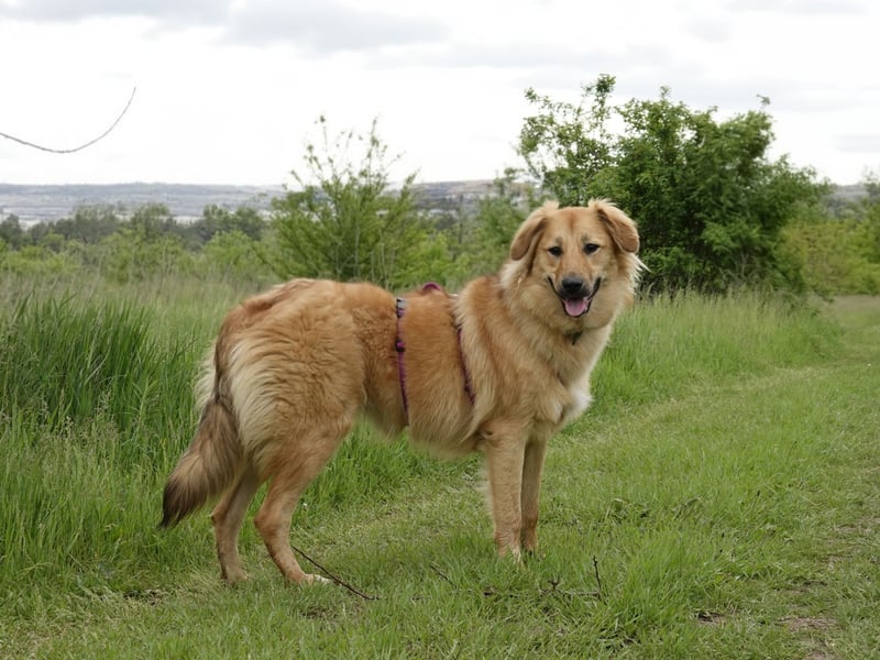 Sally sucht ein liebevolles Zuhause