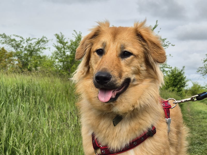 Sally sucht ein liebevolles Zuhause