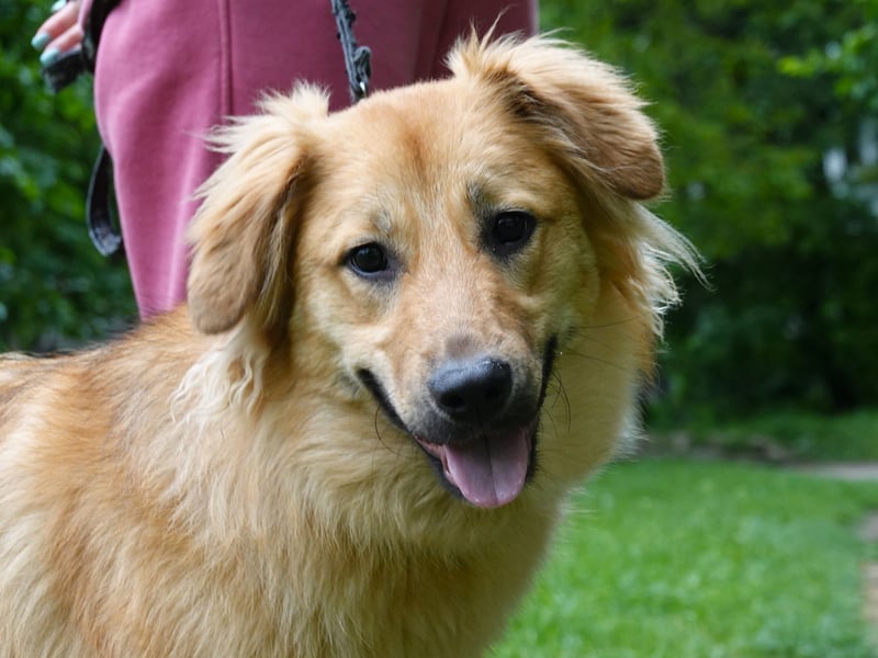 Sally sucht ein liebevolles Zuhause