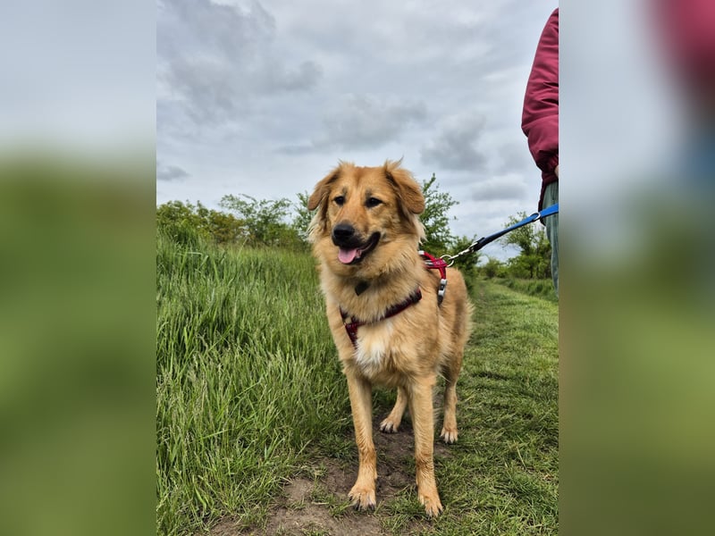 Sally sucht ein liebevolles Zuhause