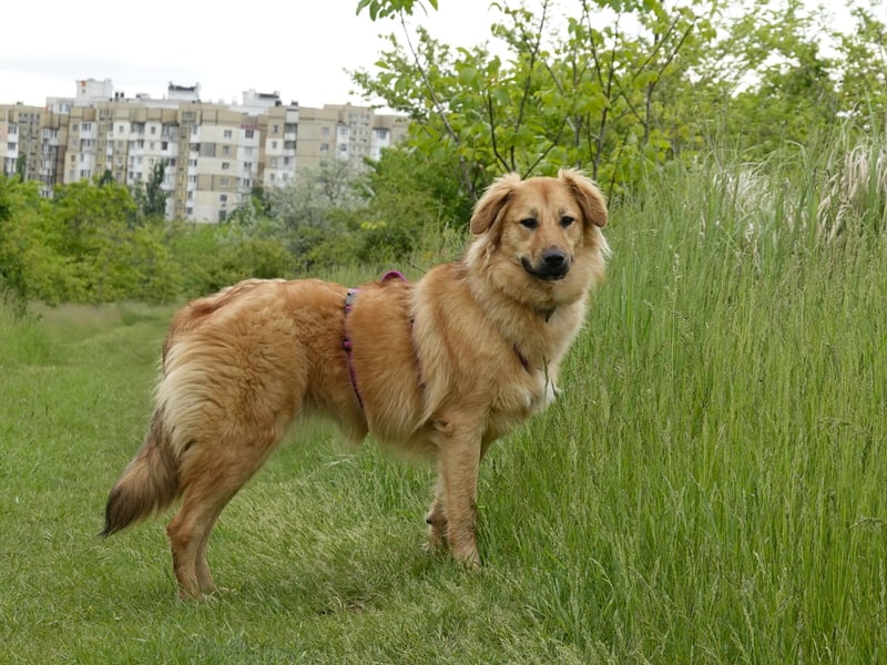 Sally sucht ein liebevolles Zuhause