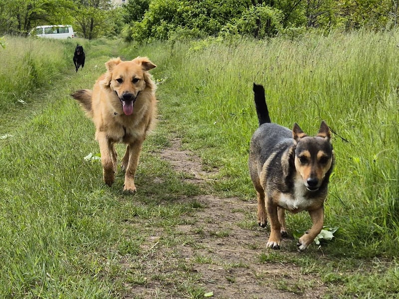 Sally sucht ein liebevolles Zuhause