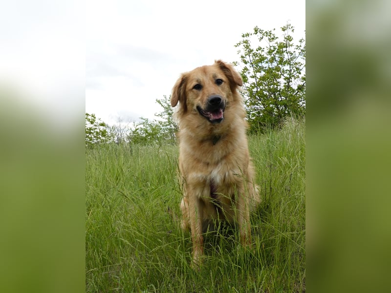 Sally sucht ein liebevolles Zuhause