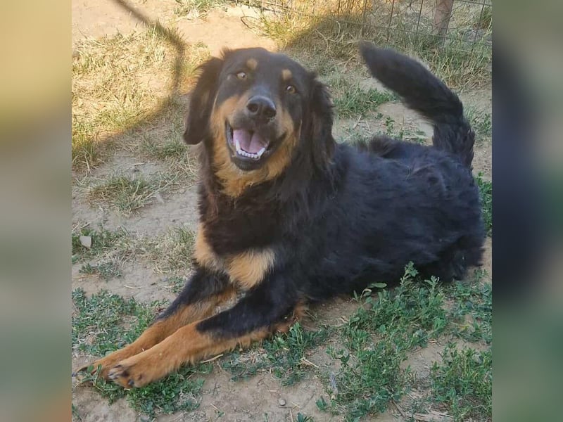 Diva