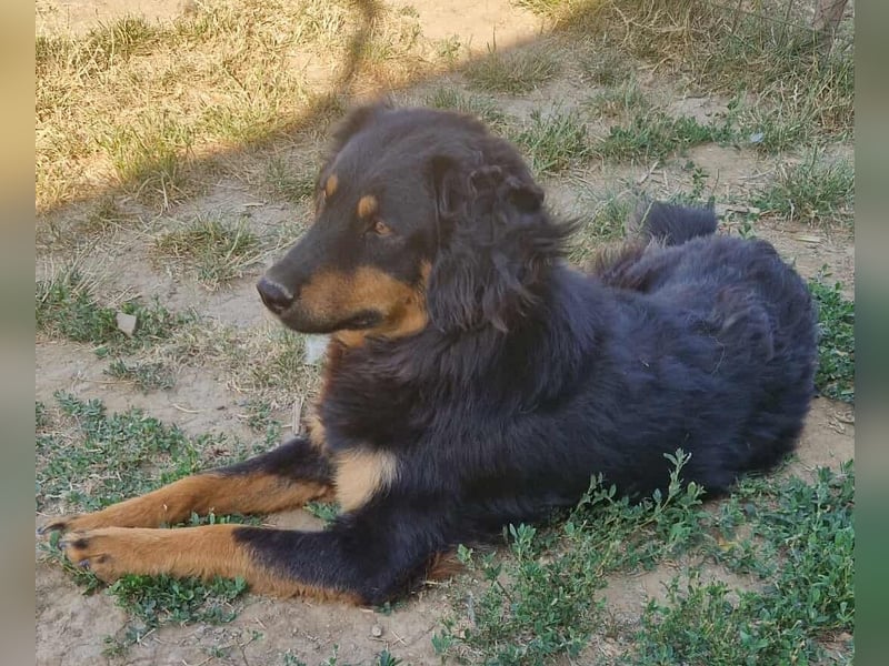 Diva