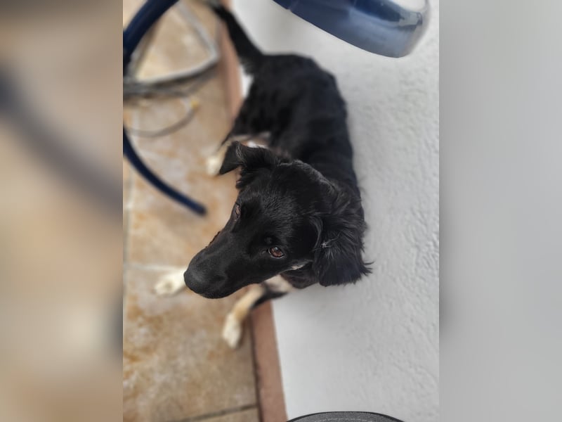 Carla - ländliches Zuhause gesucht