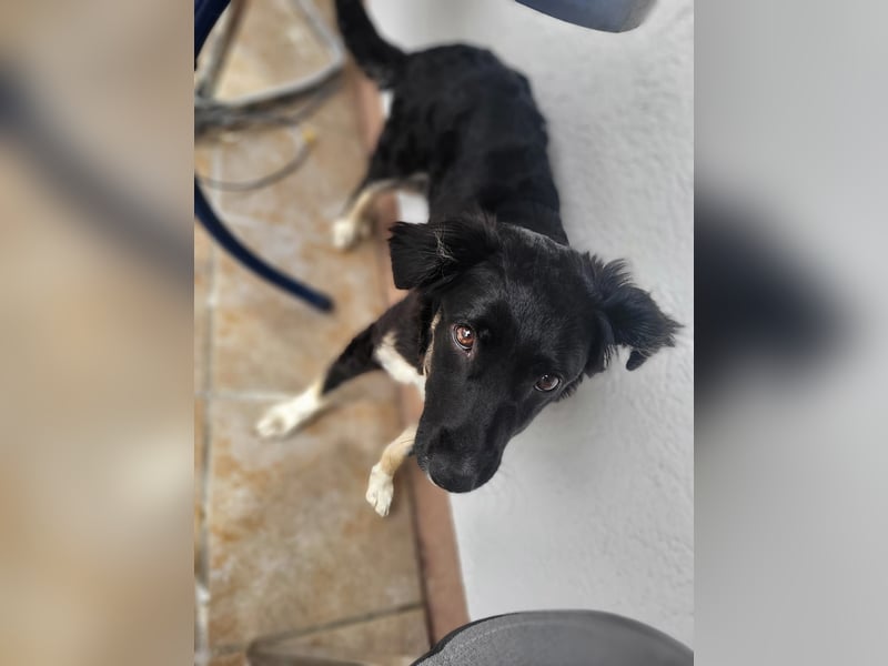Carla - ländliches Zuhause gesucht