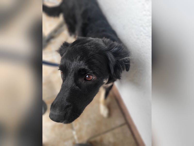 Carla - ländliches Zuhause gesucht
