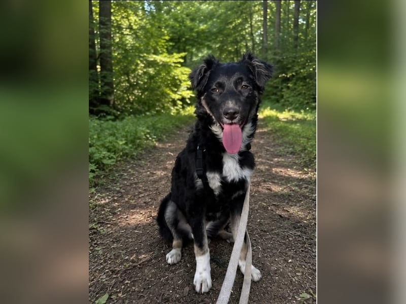Carla - ländliches Zuhause gesucht
