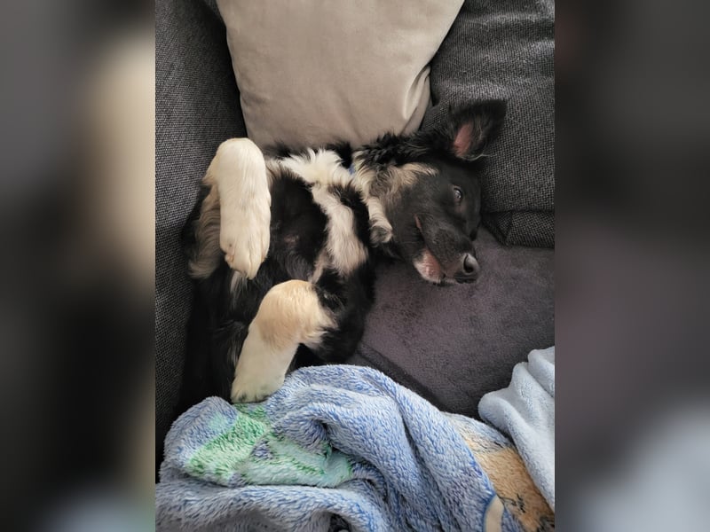 Carla - ländliches Zuhause gesucht