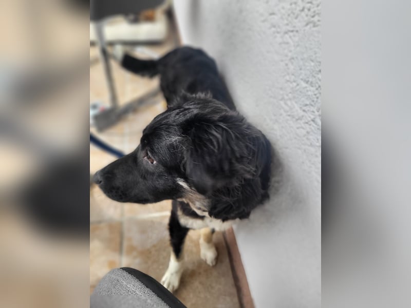 Carla - ländliches Zuhause gesucht