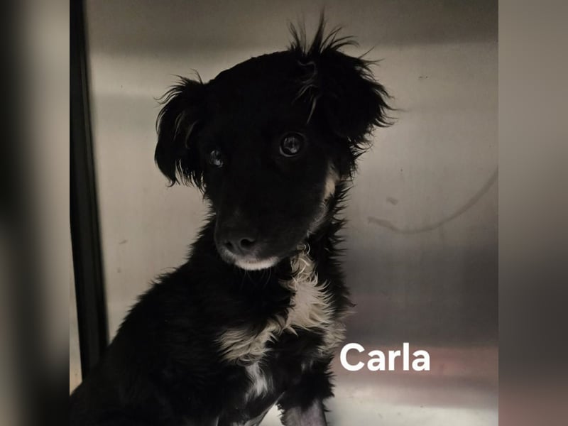 Carla - friert in der Kälte