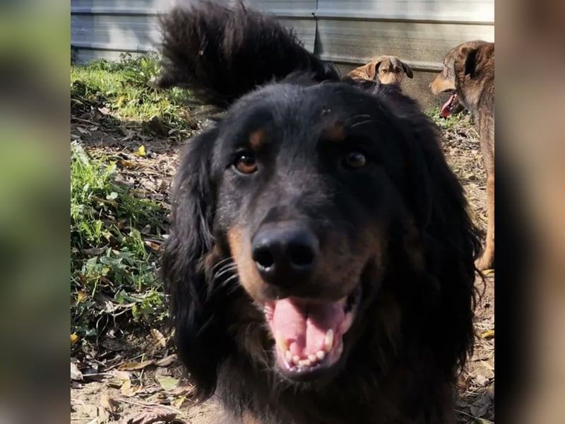 Cupko-Koki ein gutmütiger ruhiger Rüde