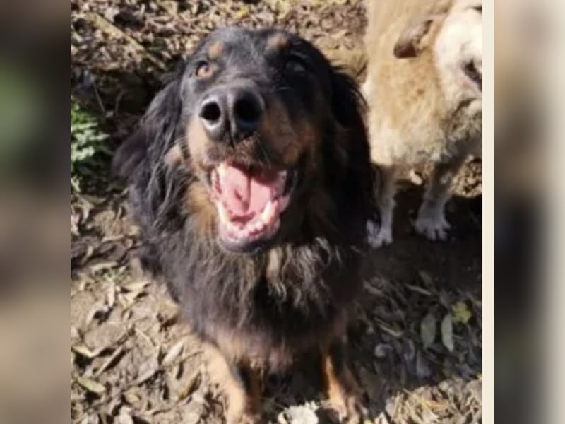 Cupko-Koki ein gutmütiger ruhiger Rüde