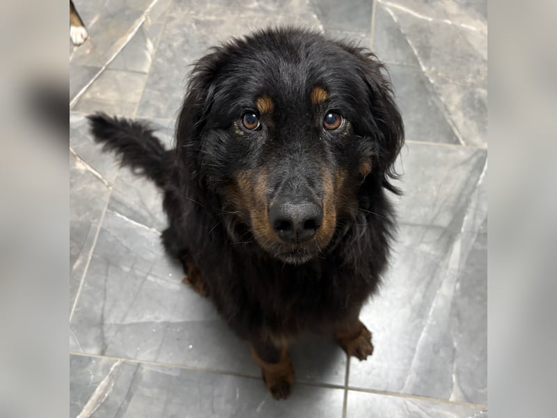 Cupko-Koki ein gutmütiger ruhiger Rüde