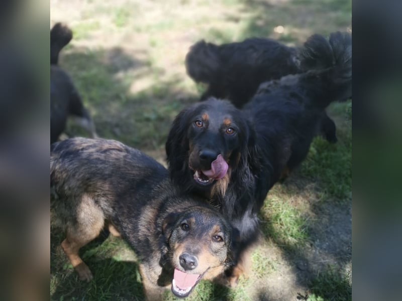 Cupko-Koki ein gutmütiger ruhiger Rüde