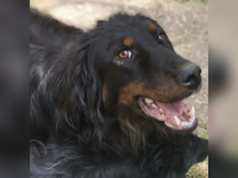 Cupko-Koki ein gutmütiger ruhiger Rüde