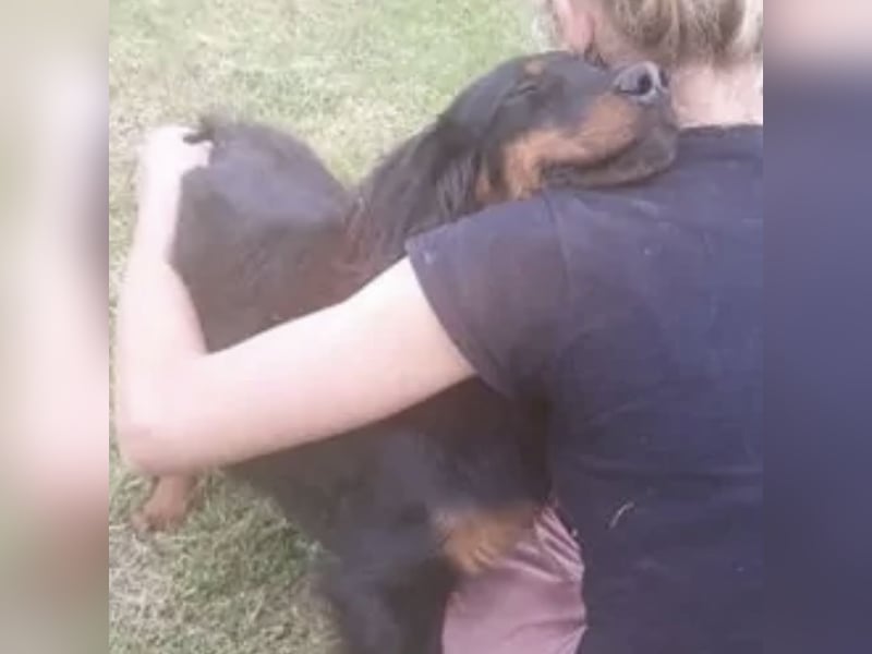 Cupko-Koki ein gutmütiger ruhiger Rüde