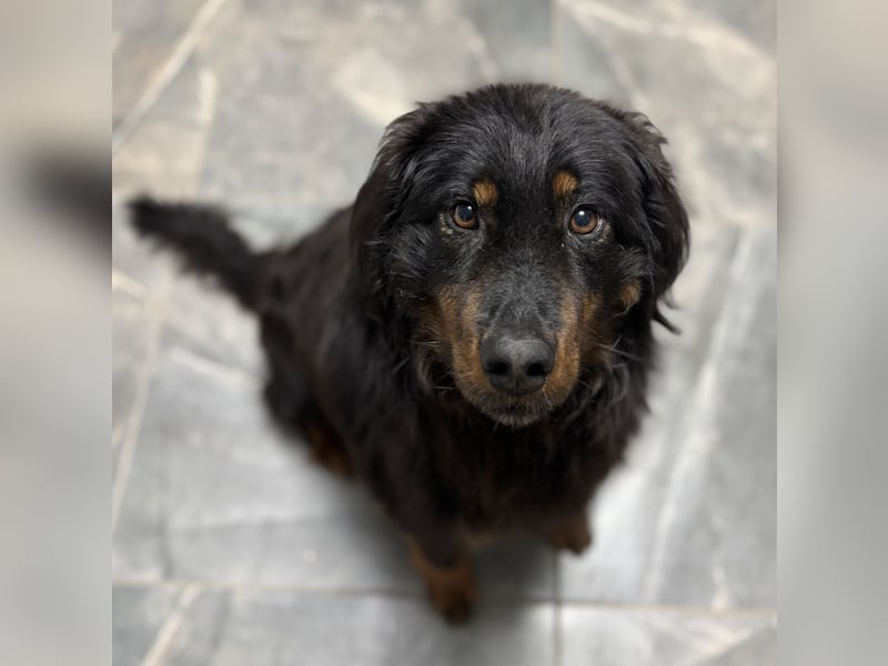 Cupko-Koki ein gutmütiger ruhiger Rüde