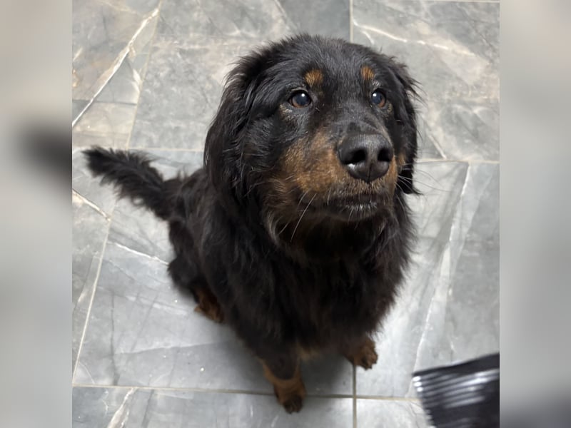 Cupko-Koki ein gutmütiger ruhiger Rüde