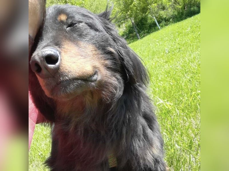 Cupko-Koki ein gutmütiger ruhiger Rüde