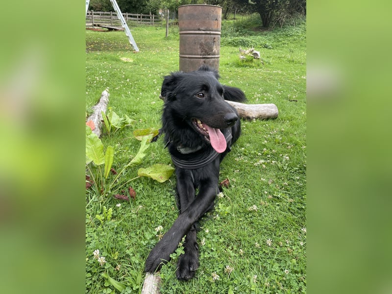 Hovawart-Border Collie Mischling